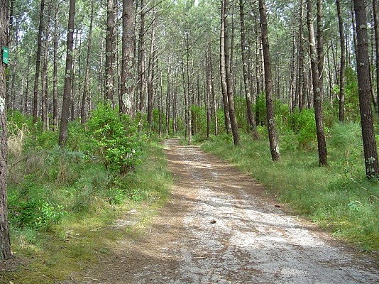 Chemin forestier