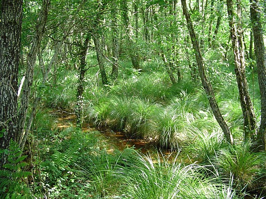 Ruisseau du Basque