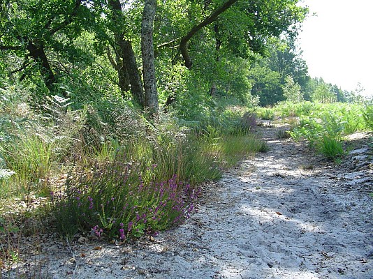 Chemin en lisière de forêt
