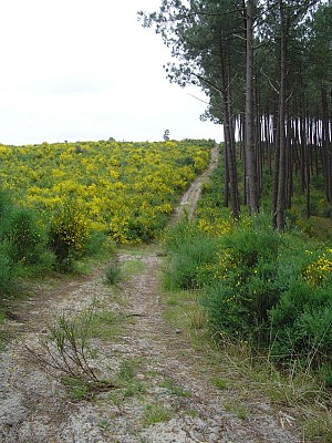 Chemin en lisière de forêt
