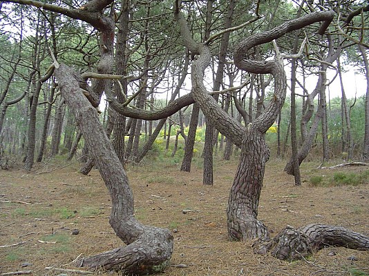 Arbres tortueux