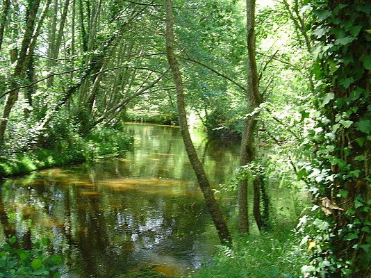 Le Courlis