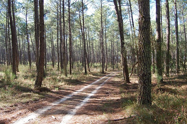 Pinède