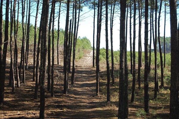 Pinède