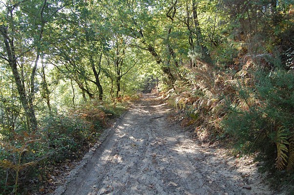 Chemin surplombant la forêt