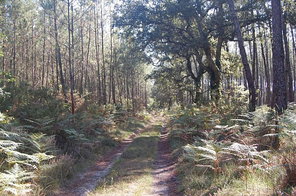 Chemin