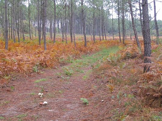 Chemin en forêt