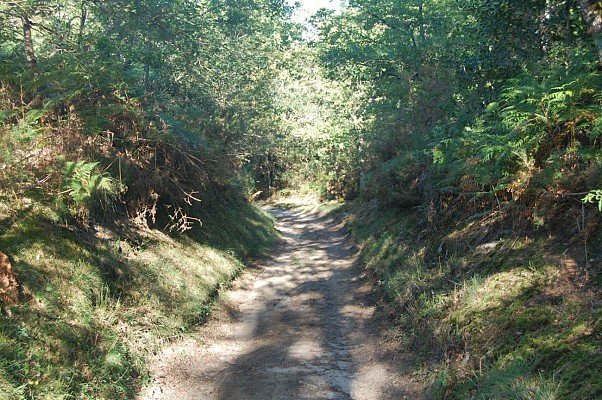 Forêt
