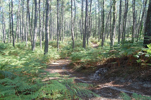 Pinède