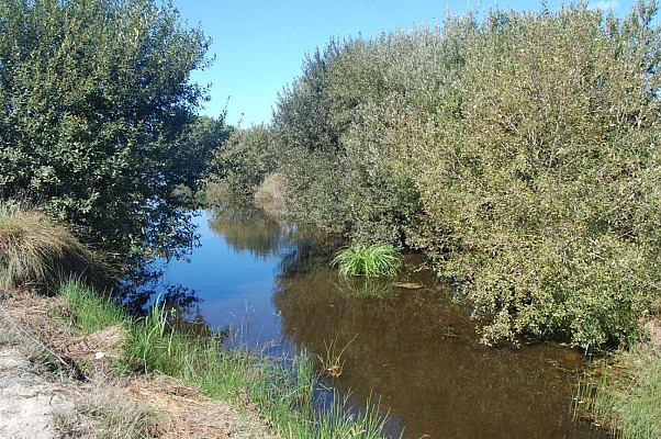 Courant de Messanges