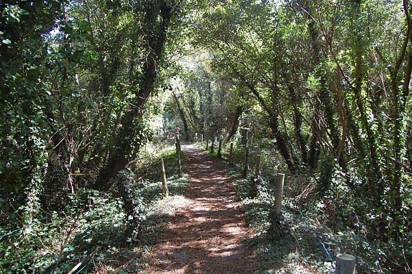 Forêt aménagée