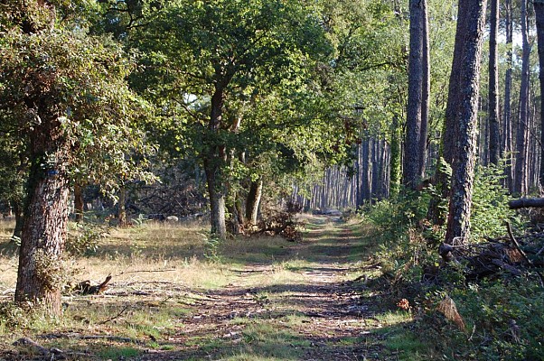 Chemin