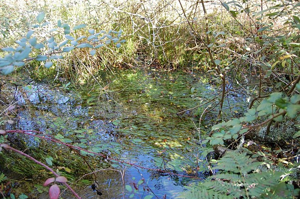 Végétation aquatique