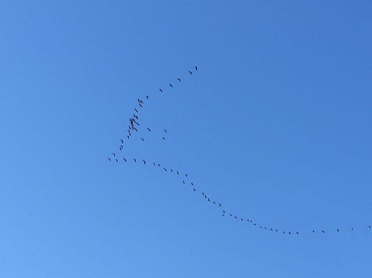Vols de grues cendrées