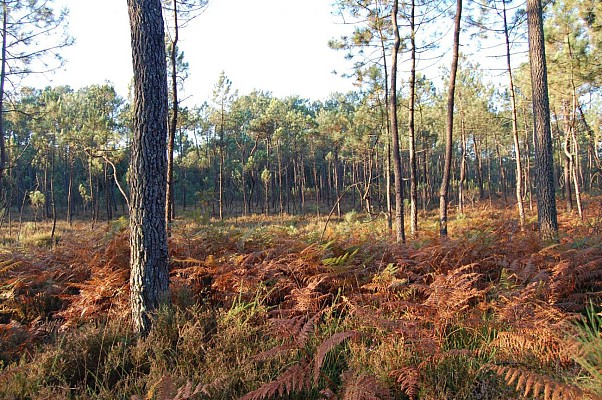 Tourbière