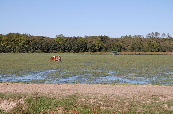 Animaux dans la Barthe