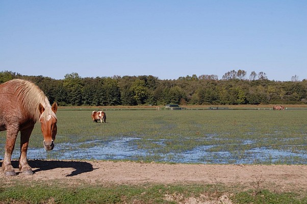 Animaux dans la Barthe