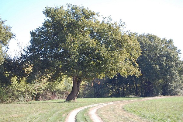 Chemin de halage en bord d'Adour