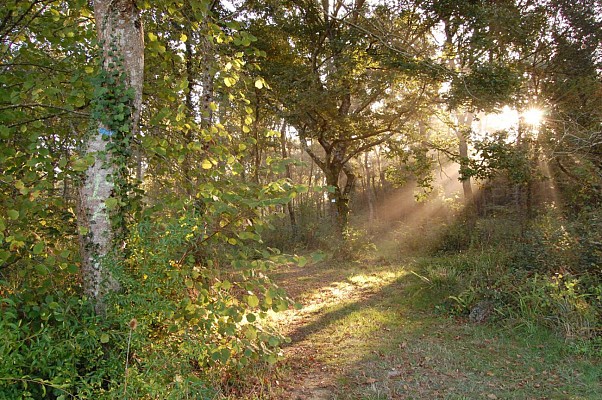 Bois d'Ossens