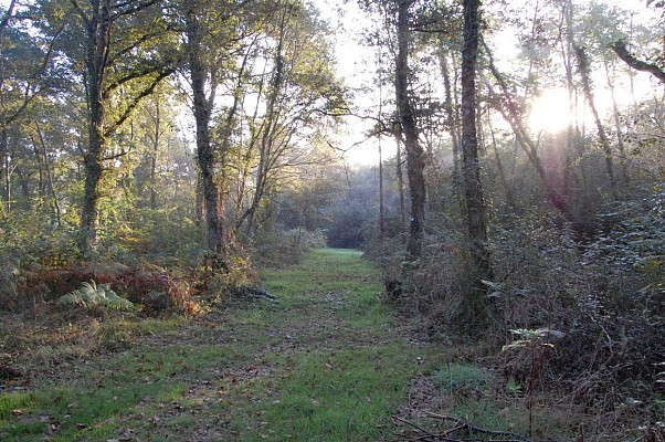 Bois d'Ossens