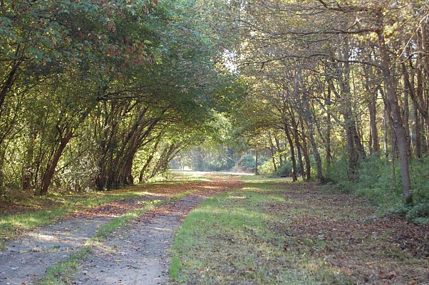 Chemin vers la stèle