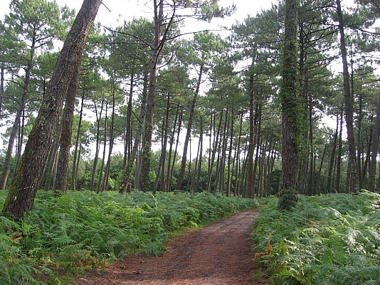 Forêt