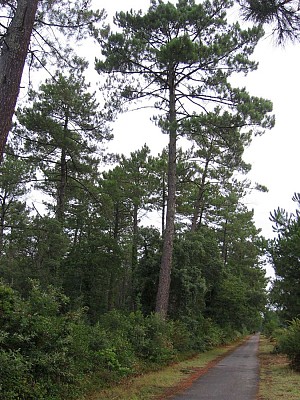 Forêt