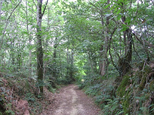 Forêt
