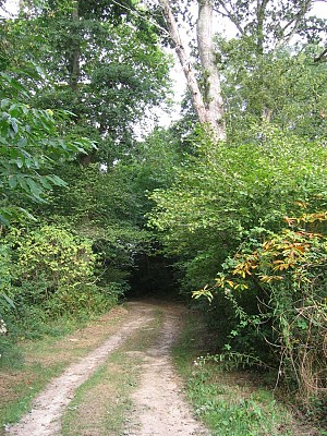 Sous bois