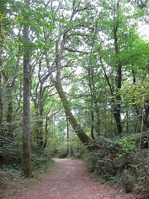 Chemin en forêt