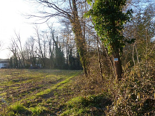 Parcelle cultivée