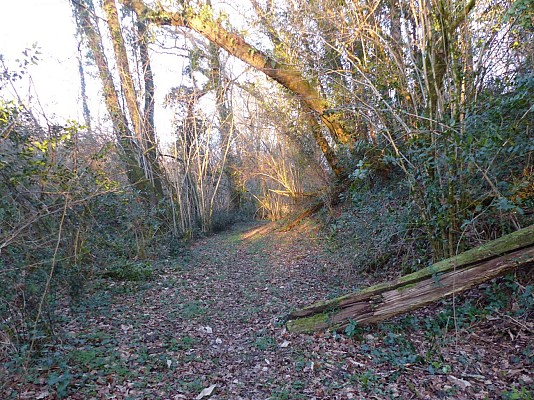 Sous-bois