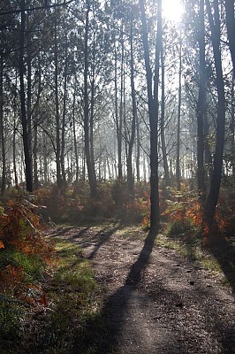 Chemin
