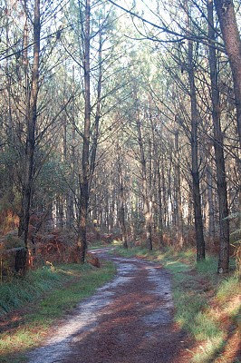 Chemin en forêt