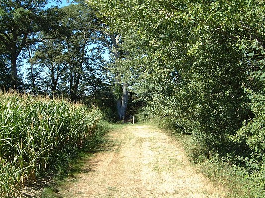 Bordure de forêt