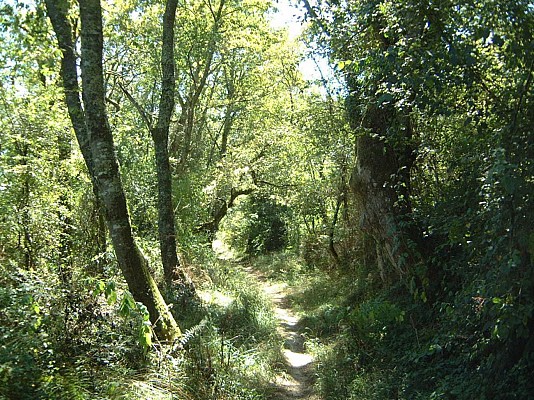 Vallon