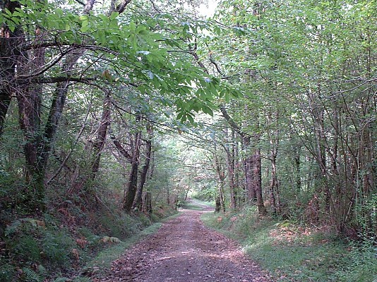 Forêt