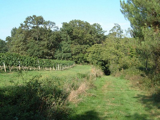 Cantère