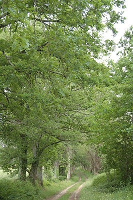 Chemin de Cézaron