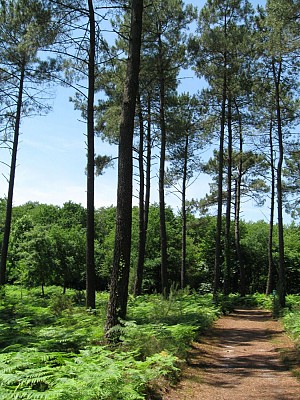 Chemin
