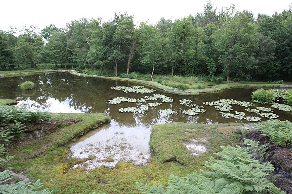 Etangs du site Jean-Rostand