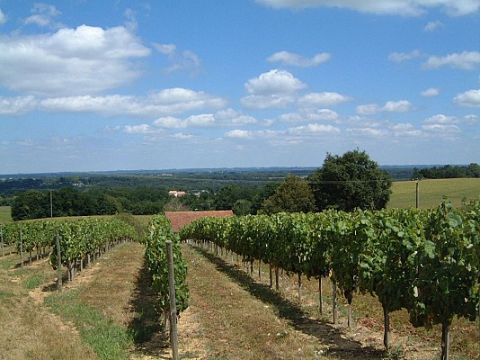 Vigne en Chalosse