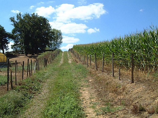 Cantère