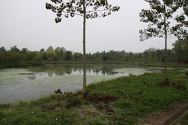 Etang à Gousse