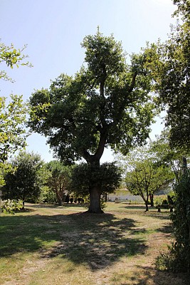 Chêne à Lavigne