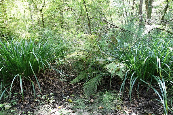 Zone humide de Beylenx