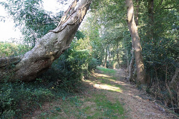 Chemin