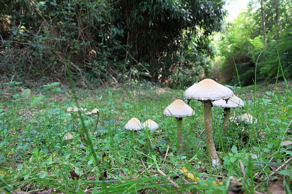 Sous-bois