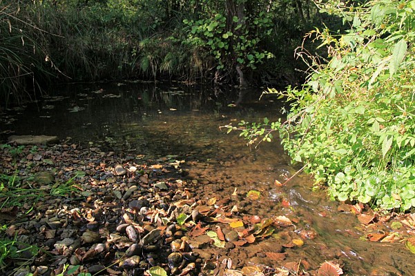 Ruisseau de Mounicq