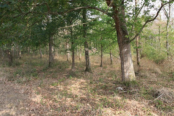 Chênaie de l'Adour